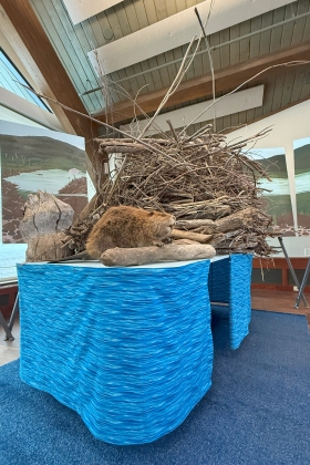 A simulated beaver lodge installation at the library