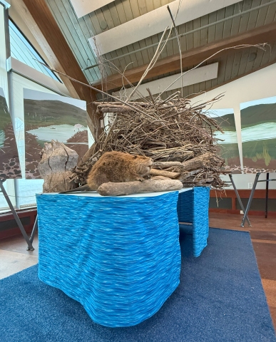 A simulated beaver lodge installation at the library