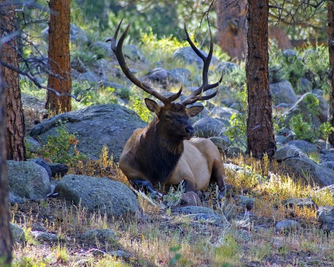 Disappearing Elk