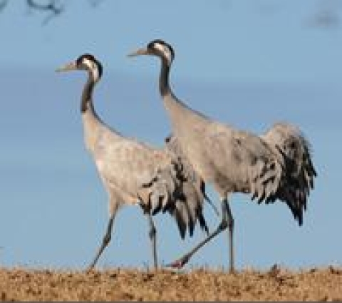 crane born to fly