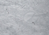 Peace in the 2017 snow drawing