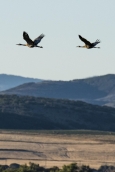 Crane Migration