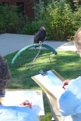 Two individuals sketching a raptor.