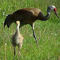 Monitoring Breeding Greater Sandhill Cranes