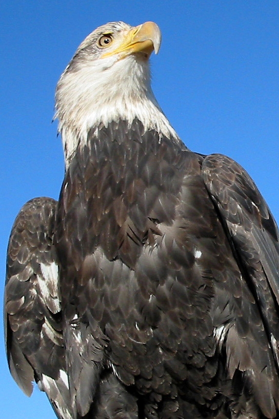 Blad Eagle