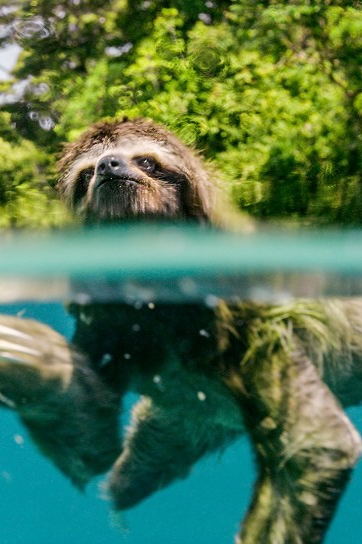 Sloth swimming