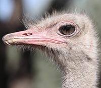 Ostrich: A Life on the Run