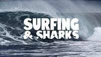 Surfing & Sharks