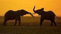 Battle for the Elephants