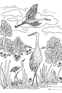 Sandhill Crane coloring contest 2021