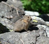 Pika and Habitat Fluctuations Across the West